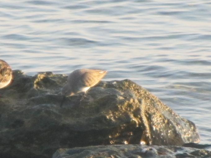 Piovanello sp.